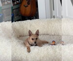 Small #6 Chihuahua Mix