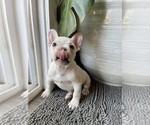 Puppy Snowcake French Bulldog