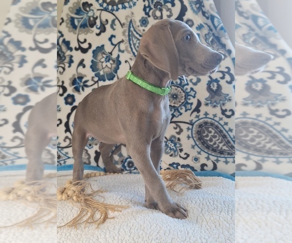 Medium Photo #35 Weimaraner Puppy For Sale in LEWISBURG, KY, USA