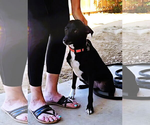 Medium Photo #3 Italian Greyhound-Unknown Mix Puppy For Sale in Fallbrook, CA, USA