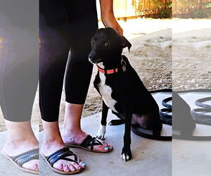 Fiona - Female Italian Greyhound-Unknown Mix Dog for Adoption - Photo #3