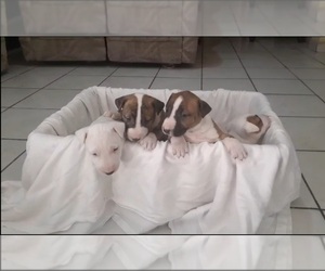 Bull Terrier Puppy for sale in OXNARD, CA, USA