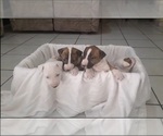 Small Photo #1 Bull Terrier Puppy For Sale in OXNARD, CA, USA