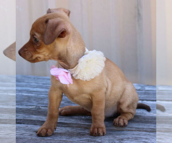 Medium Photo #3 Chug Puppy For Sale in Bandera, TX, USA