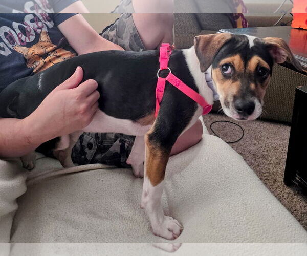 Medium Photo #11 American Staffordshire Terrier-Unknown Mix Puppy For Sale in Princeton, MN, USA