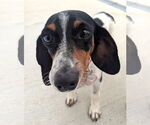 Small #2 Dachshund