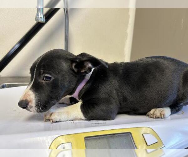 Medium Photo #1 Bull Terrier-Unknown Mix Puppy For Sale in Visalia, CA, USA