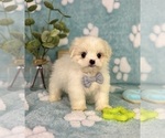 Small #1 Mal-Shi
