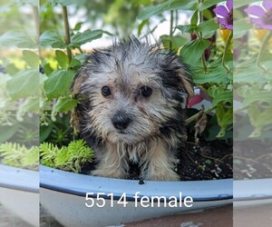 Morkie Puppy for sale in CLARE, IL, USA