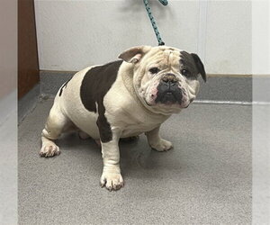Bulldog Dogs for adoption in Rancho Cucamonga, CA, USA