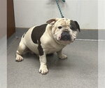 OPIE - Male Bulldog Dog for Adoption - Small photo
