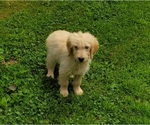 Small Photo #3 Goldendoodle Puppy For Sale in WEST BROOKFIELD, MA, USA