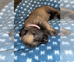 Small Photo #310 Belgian Malinois Puppy For Sale in REESEVILLE, WI, USA