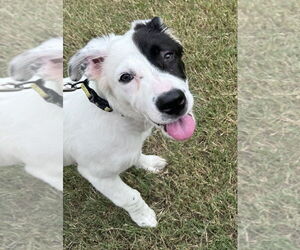 Boxer-Great Pyrenees Mix Dogs for adoption in Raleigh, NC, USA