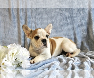 Medium French Bulldog