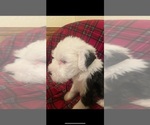 Small Photo #2 Old English Sheepdog Puppy For Sale in CHOCTAW, OK, USA