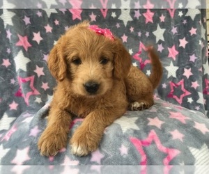 Labradoodle Puppy for sale in LAKELAND, FL, USA