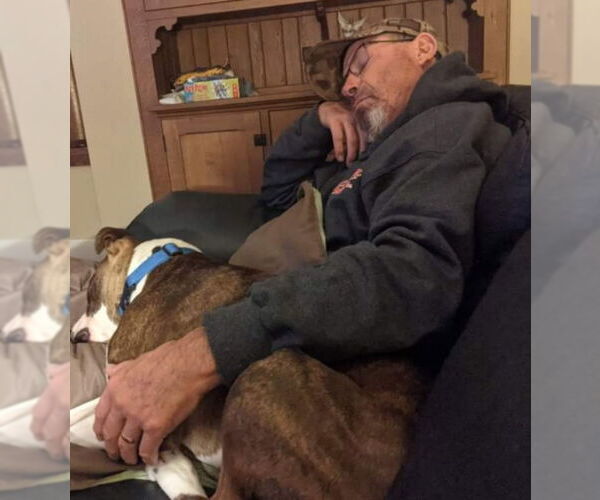 Medium Photo #25 American Pit Bull Terrier-Unknown Mix Puppy For Sale in Germantown, OH, USA