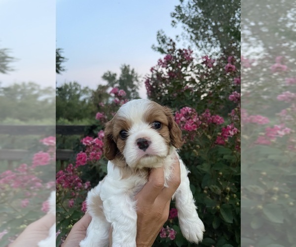 Medium Photo #2 Cavalier King Charles Spaniel Puppy For Sale in OKLAHOMA CITY, OK, USA