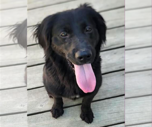Mutt Dogs for adoption in Murfreesboro, NC, USA