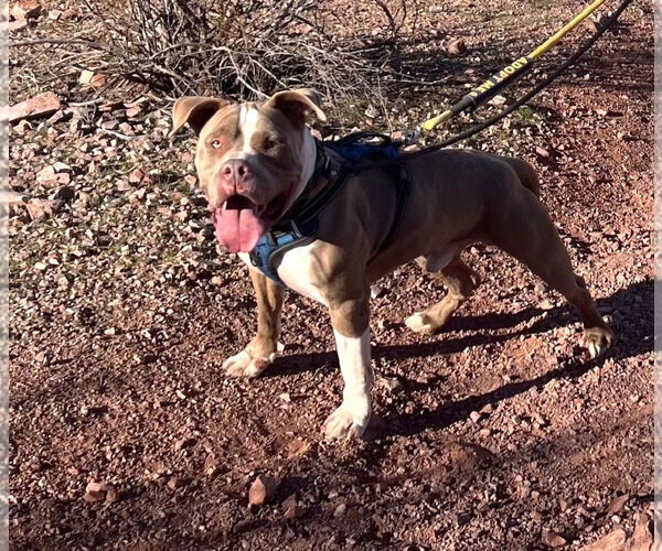 Medium Photo #4 American Staffordshire Terrier-Unknown Mix Puppy For Sale in phoenix, AZ, USA