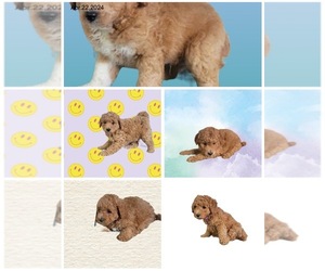 Goldendoodle (Miniature) Puppy for sale in RICHMOND, IL, USA