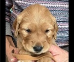 Puppy Ginger Golden Retriever