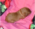 Small #17 Poodle (Standard)