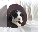 Small Photo #2 Boxer Puppy For Sale in STOCKTON, CA, USA