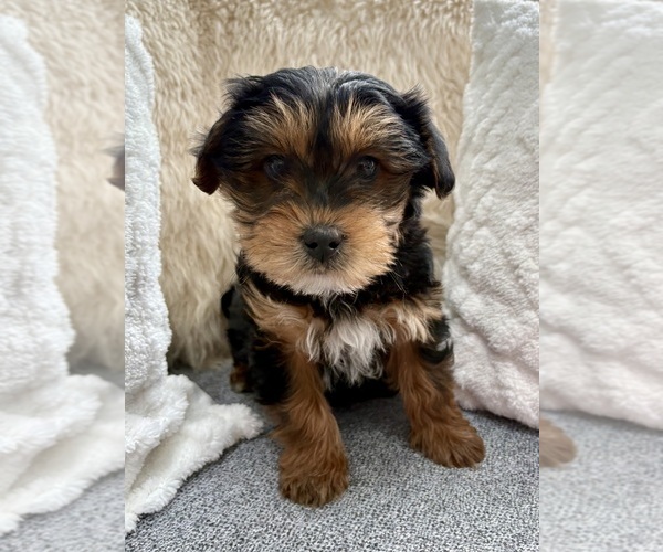 Medium Photo #1 YorkiePoo Puppy For Sale in FAIR HAVEN, MI, USA