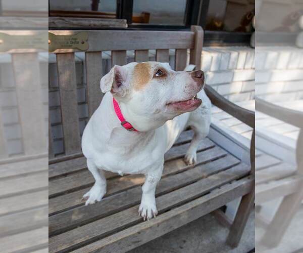 Medium Photo #2 Mutt Puppy For Sale in Kennesaw, GA, USA