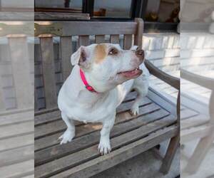 Delilah fka Katya - Female Mutt Dog for Adoption - Photo #2