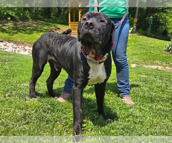Medium Photo #2 Mutt Puppy For Sale in Linton, IN, USA