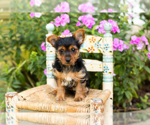 Yorkshire Terrier Puppy for sale in NAPPANEE, IN, USA