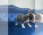 Small #20 French Bulldog