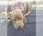 Small #3 Mutt