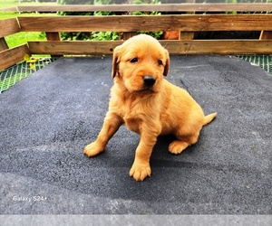 Golden Retriever Puppy for sale in LEON, KS, USA
