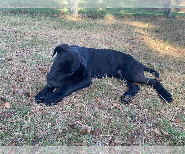 Medium Photo #2 Labrador Retriever-Unknown Mix Puppy For Sale in Alexander, AR, USA