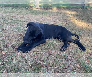 Lance - Male Labrador Retriever-Unknown Mix Dog for Adoption - Photo #2