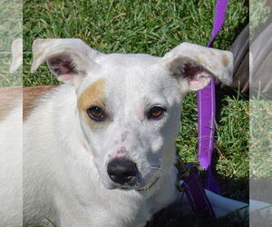 Lab-Pointer Dogs for adoption in Huntley, IL, USA