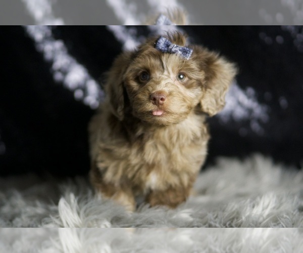 Medium Photo #98 Yorkipoo Puppy For Sale in WARSAW, IN, USA