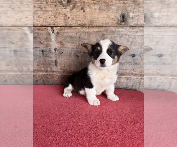 Medium Photo #2 Pembroke Welsh Corgi Puppy For Sale in VERMONTVILLE, MI, USA