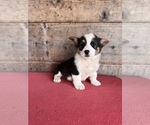 Small #1 Pembroke Welsh Corgi