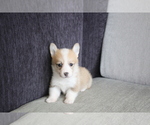 Small Photo #8 Pembroke Welsh Corgi Puppy For Sale in CHICAGO, IL, USA