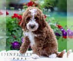 Small #3 Goldendoodle (Miniature)