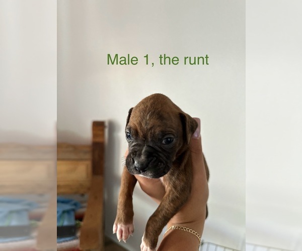 Medium Photo #9 Boxer Puppy For Sale in MORENO VALLEY, CA, USA