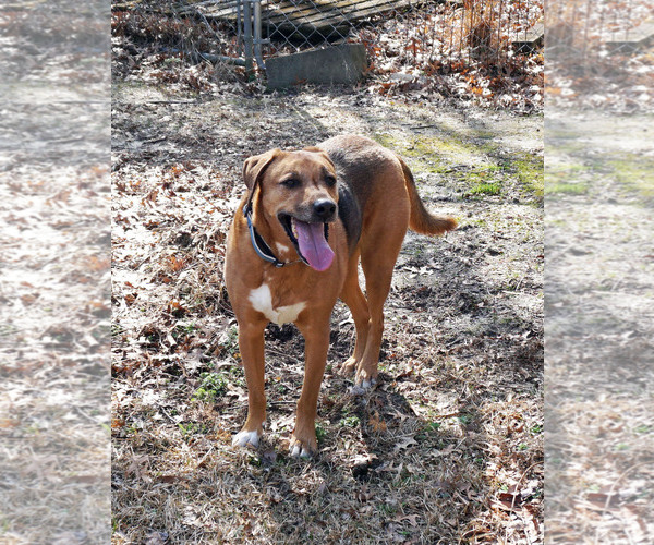 Medium Photo #9 Mutt Puppy For Sale in Garner, NC, USA