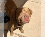 Small #3 Staffordshire Bull Terrier Mix