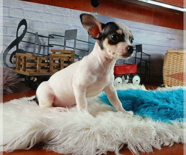Medium Photo #3 Chihuahua Puppy For Sale in CARTHAGE, TX, USA