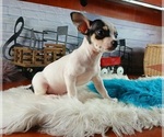 Small #2 Chihuahua